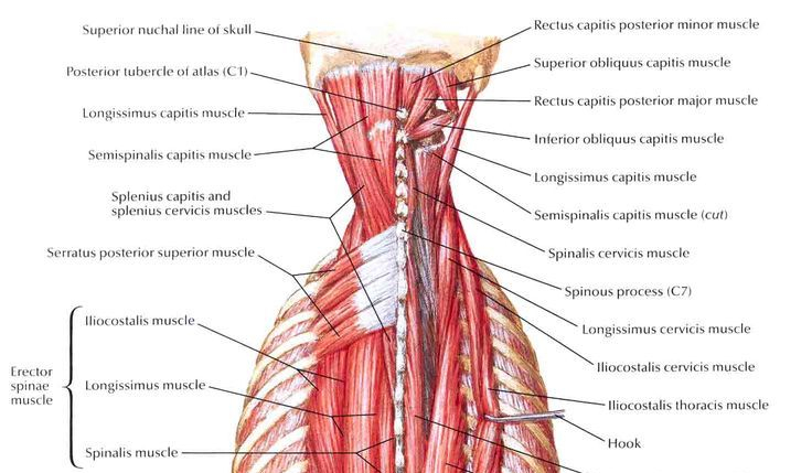 c9afe9fc43cb2b40c3039dc30ac39984-upper-back-muscles-yoga-anatomy.jpg.